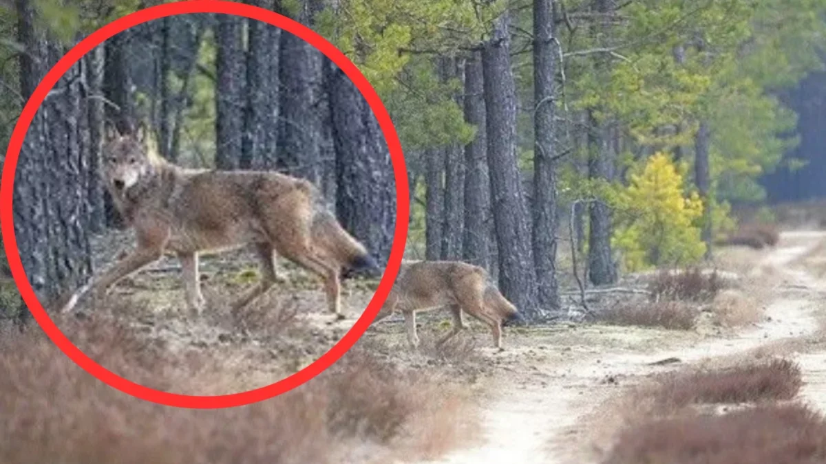 W powiecie piotrkowskim grasują wilki
